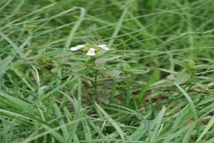 Leucas stelligera